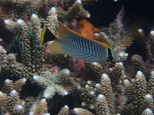 Chevron Butterflyfish — seen at this dive site
