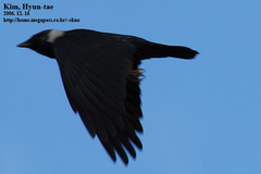 Corvus dauuricus