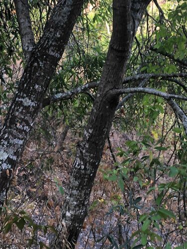 Quercus iltisii