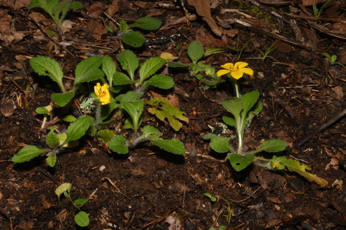 Image of Carolina Green-And-Gold (Chrysogonum repens) by (c) Brian Finzel, some rights reserved (CC BY-SA)