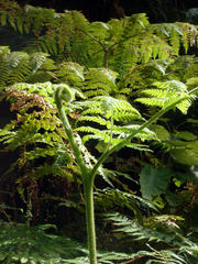 Hypolepis dicksonioides