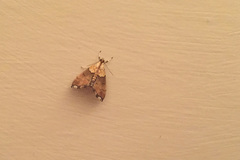 Agrotera nemoralis