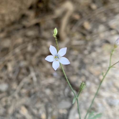 Latimer's woodland-gilia (Saltugilia latimeri)
