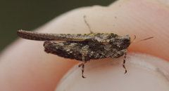 Tetrix ceperoi