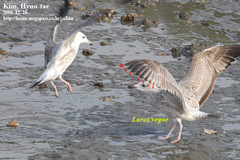 Larus argentatus vegae