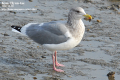 Larus argentatus vegae
