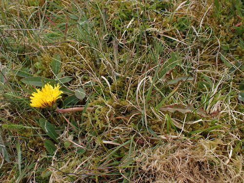 Image of Taraxacum faeroense by (c) Skjold Søndergaard, some rights reserved (CC BY)