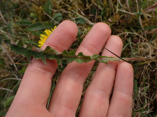 Image of Taraxacum faeroense by (c) Skjold Søndergaard, some rights reserved (CC BY)