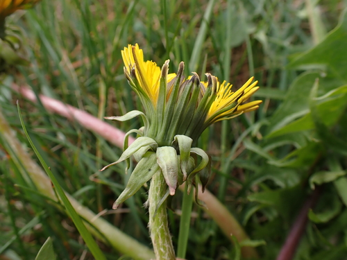 Image of Taraxacum pectinatiforme by (c) Skjold Søndergaard, some rights reserved (CC BY)