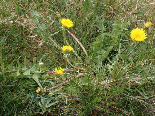 Image of Taraxacum pectinatiforme by (c) Skjold Søndergaard, some rights reserved (CC BY)