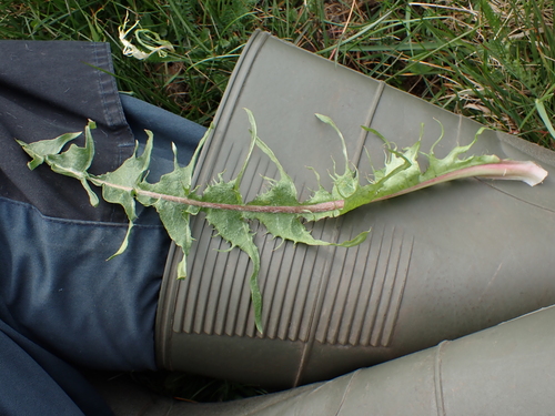 Image of Taraxacum pectinatiforme by (c) Skjold Søndergaard, some rights reserved (CC BY)