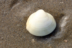 Mactra quadrangularis