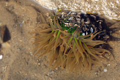 Anthopleura fuscoviridis