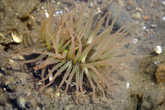 Anthopleura fuscoviridis
