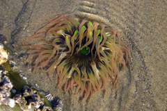 Anthopleura fuscoviridis