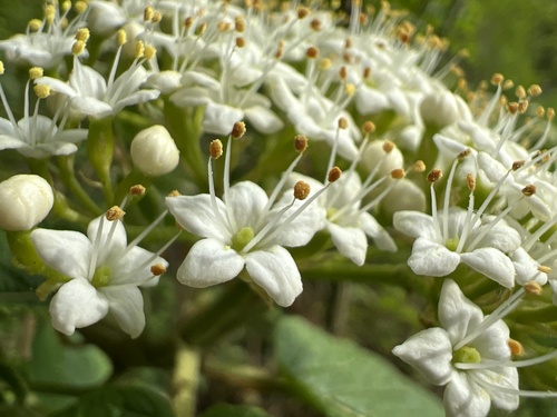 Sodinis putinas nuotrauka