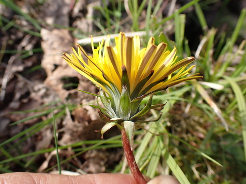 dark-green dandelion (Taraxacum bracteatum)