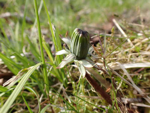 Image of Taraxacum bracteatum by (c) Skjold Søndergaard, some rights reserved (CC BY)