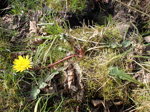 Image of Taraxacum bracteatum by (c) Skjold Søndergaard, some rights reserved (CC BY)