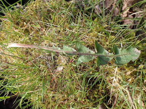 Image of Taraxacum bracteatum by (c) Skjold Søndergaard, some rights reserved (CC BY)