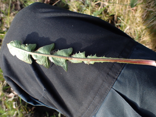 Image of Taraxacum bracteatum by (c) Skjold Søndergaard, some rights reserved (CC BY)