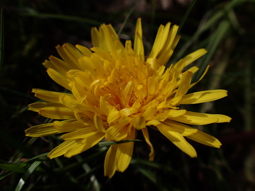 Image of Taraxacum bracteatum by (c) Skjold Søndergaard, some rights reserved (CC BY)