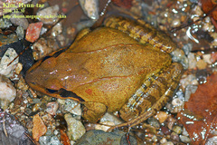 Prevernal Brown Frog photo 3