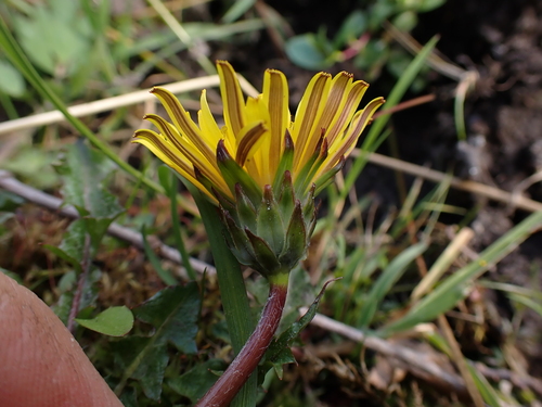 Image of Taraxacum faeroense by (c) Skjold Søndergaard, some rights reserved (CC BY)