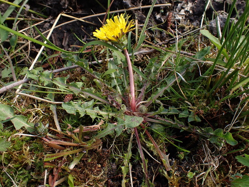 Image of Taraxacum faeroense by (c) Skjold Søndergaard, some rights reserved (CC BY)