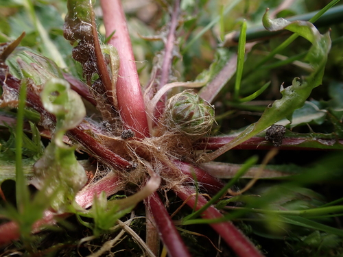 Image of Taraxacum faeroense by (c) Skjold Søndergaard, some rights reserved (CC BY)