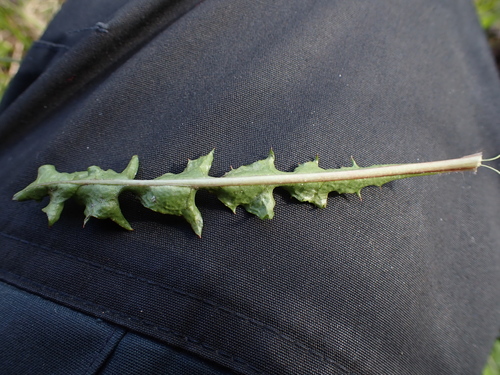 Image of Taraxacum faeroense by (c) Skjold Søndergaard, some rights reserved (CC BY)