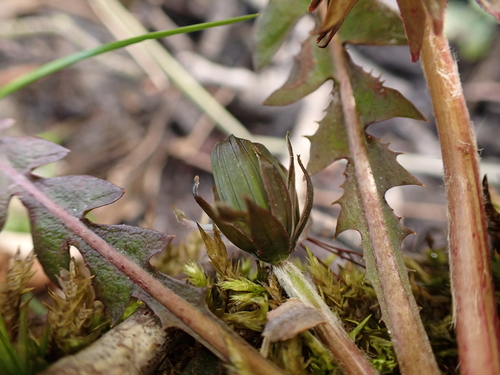 Image of Taraxacum hamatum by (c) Skjold Søndergaard, some rights reserved (CC BY)