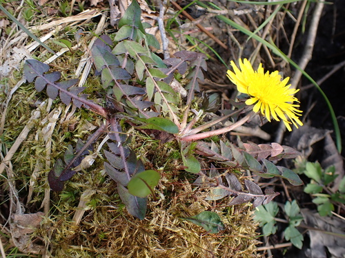 Image of Taraxacum hamatum by (c) Skjold Søndergaard, some rights reserved (CC BY)