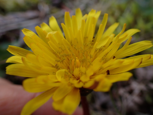 Image of Taraxacum faeroense by (c) Skjold Søndergaard, some rights reserved (CC BY)