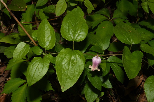wine-colored leather flower (Clematis vinacea)