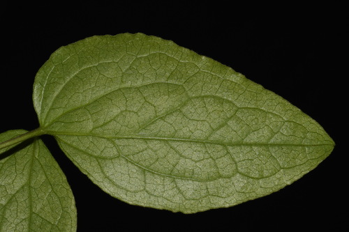 Image of Clematis vinacea by (c) Brian Finzel, some rights reserved (CC BY-SA)