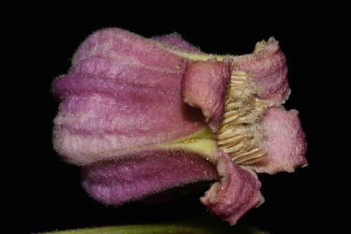 Image of Clematis vinacea by (c) Brian Finzel, some rights reserved (CC BY-SA)