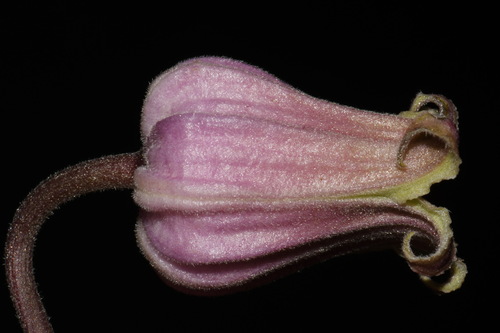 Image of Clematis vinacea by (c) Brian Finzel, some rights reserved (CC BY-SA)