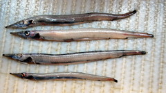 Arctozenus risso