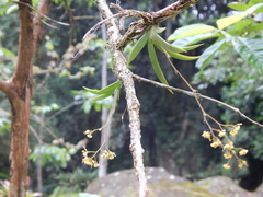 Trizeuxis falcata
