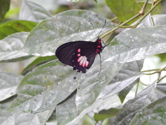 Parides erithalion