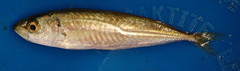 Trachurus novaezelandiae