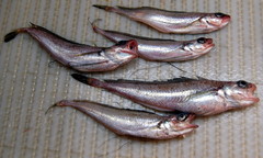 Longfin Hake photo 1