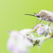 Bombylius cinerascens - Photo (c) Ralph Martin, some rights reserved (CC BY-NC-ND), uploaded by Ralph Martin