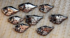Polyipnus clarus