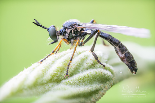 Dioctria rufipes nuotrauka