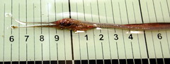 Nemichthys scolopaceus