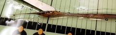 Nemichthys scolopaceus