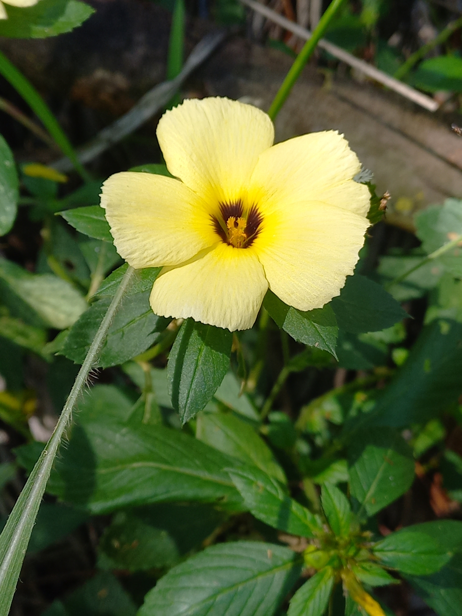 Turnera subulata