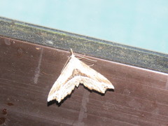 Hypenagonia